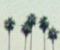 The Palm Tree Song Line